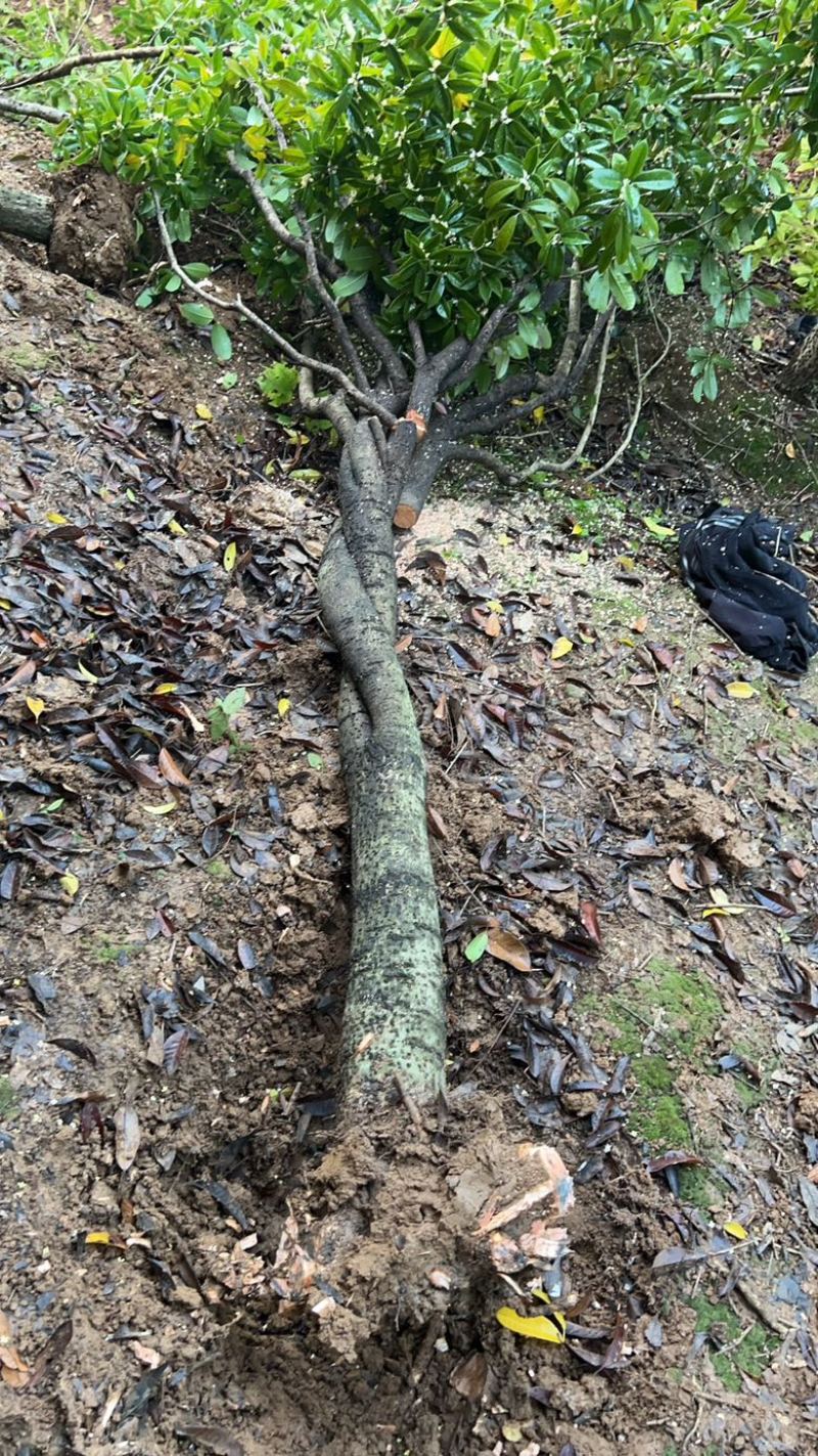 裸根桂花树8-10-12-15公分粗占地桂花