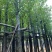 香樟