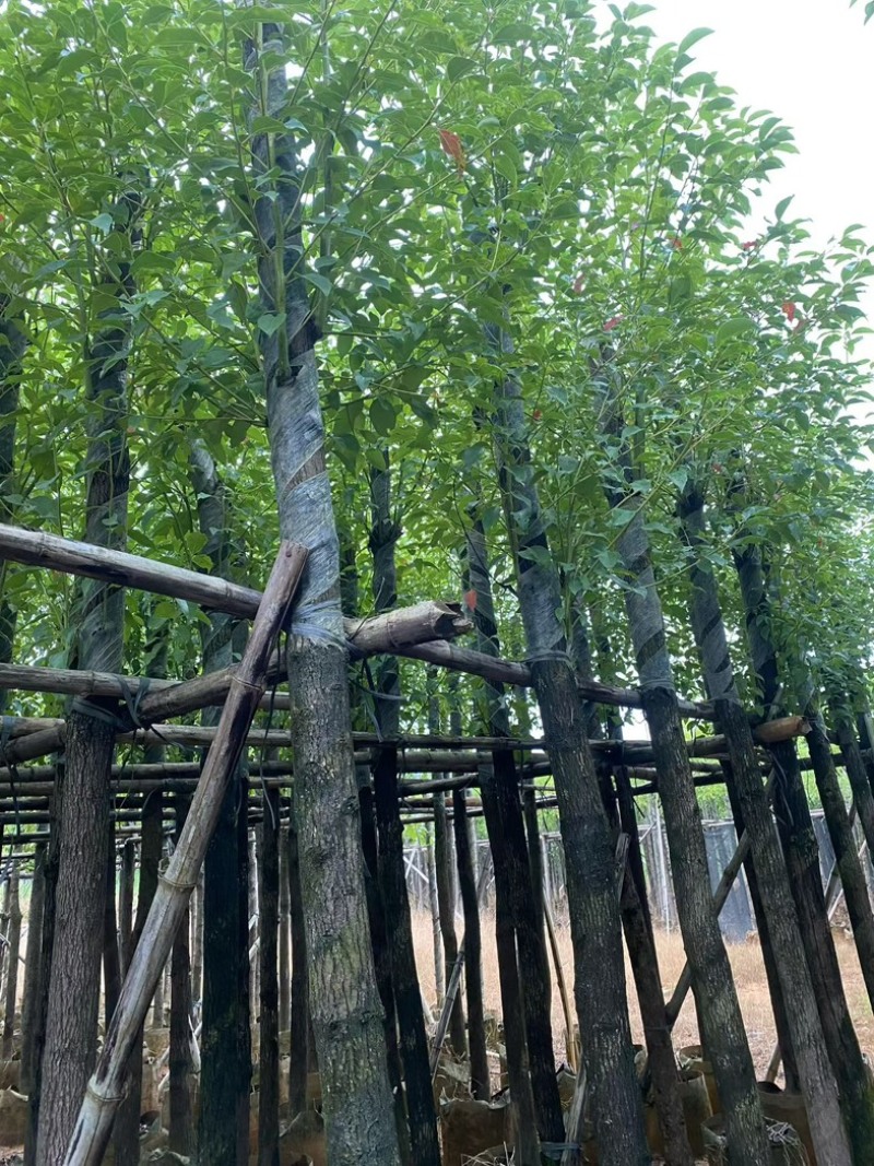 香樟