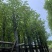 香樟