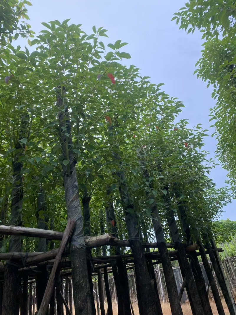 香樟
