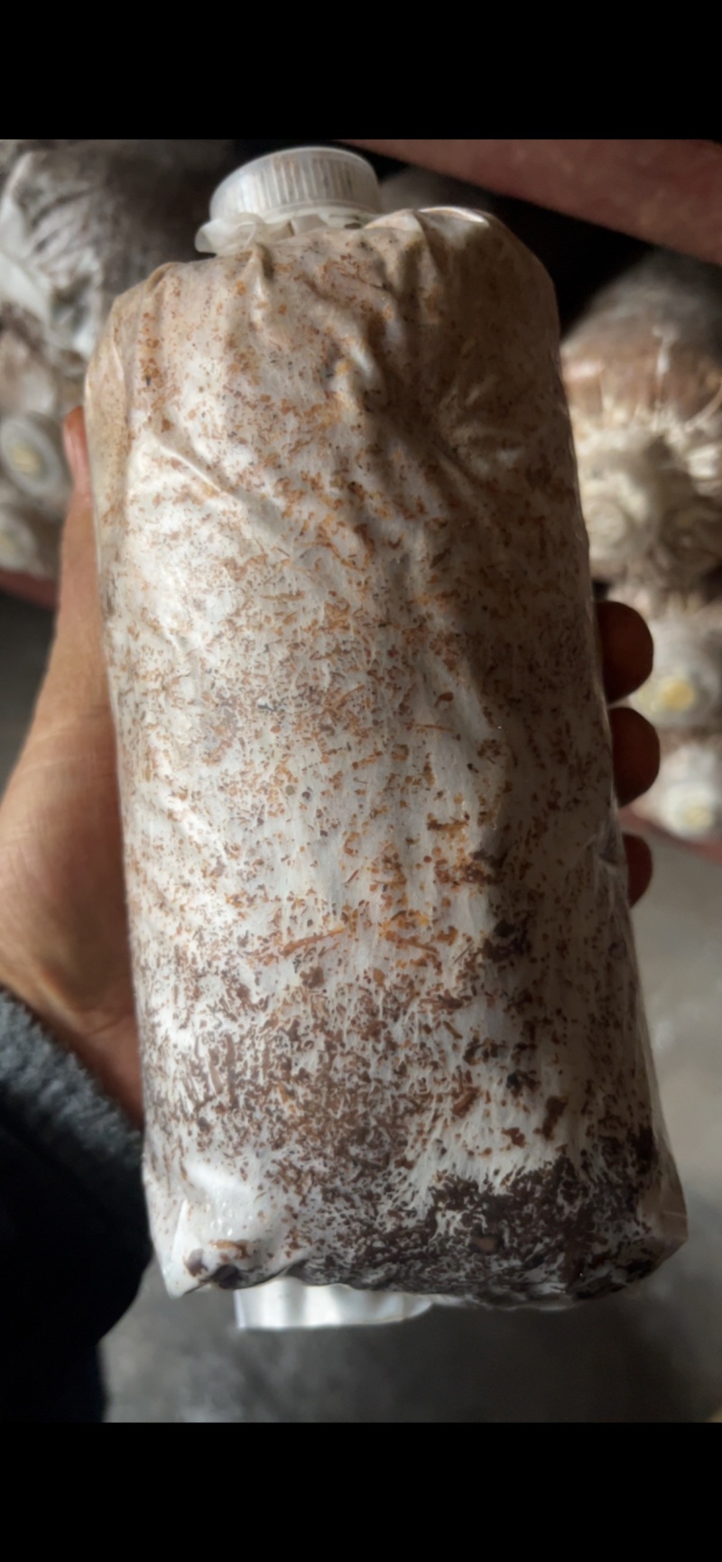 平菇菌种三级栽培菌种浇水即可出菇