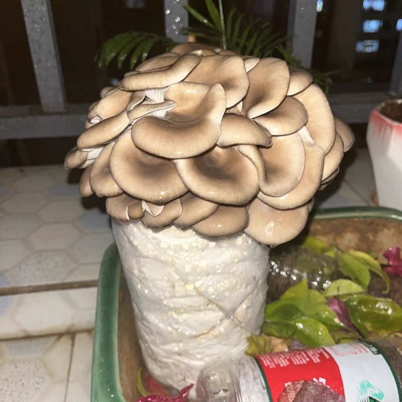 平菇菌种三级栽培菌种浇水即可出菇