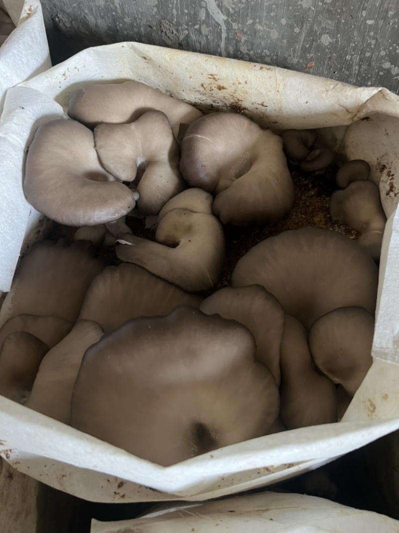 平菇菌种三级栽培菌种浇水即可出菇