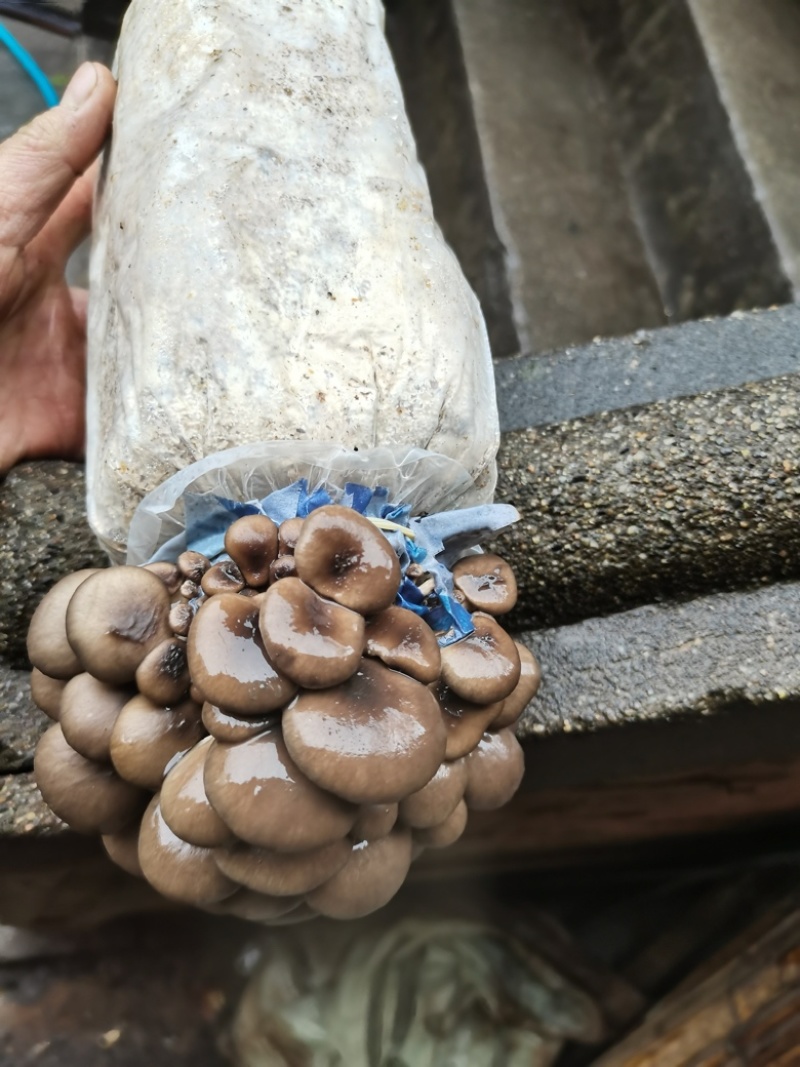 平菇菌种三级栽培菌种浇水即可出菇