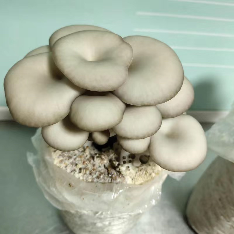 平菇菌种三级栽培菌种浇水即可出菇