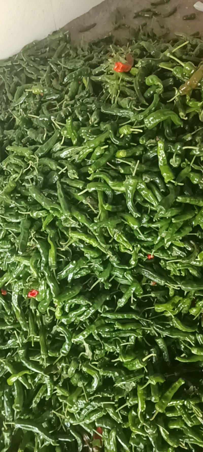小皱皮，新鲜的小皱皮，产地直发，全国发货，小皱皮辣椒