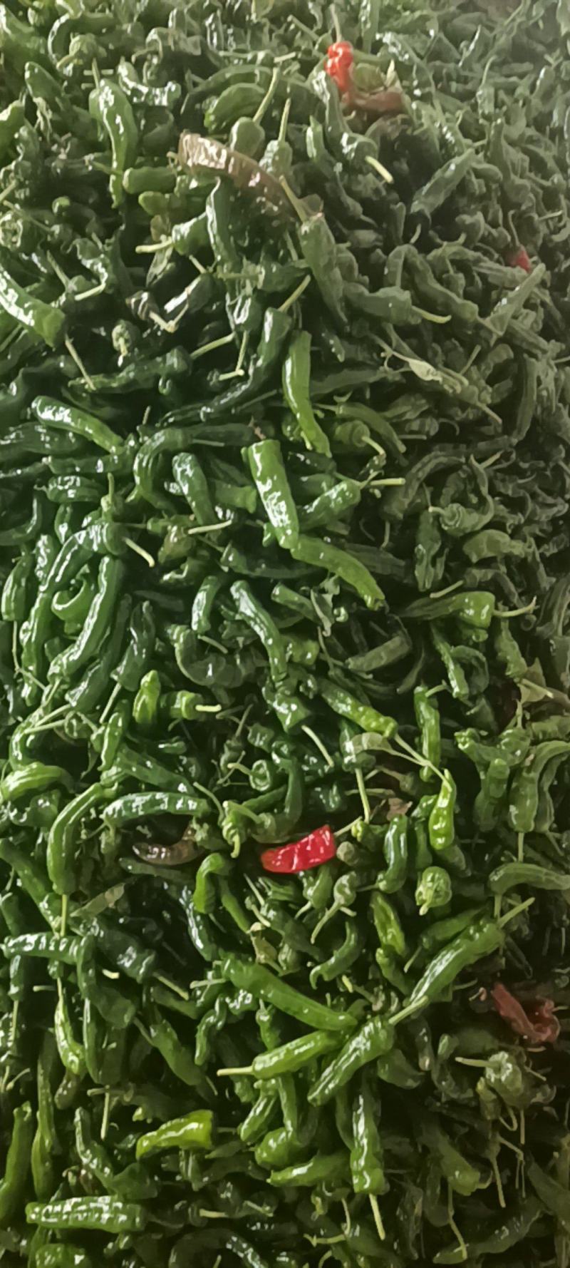 小皱皮，新鲜的小皱皮，产地直发，全国发货，小皱皮辣椒