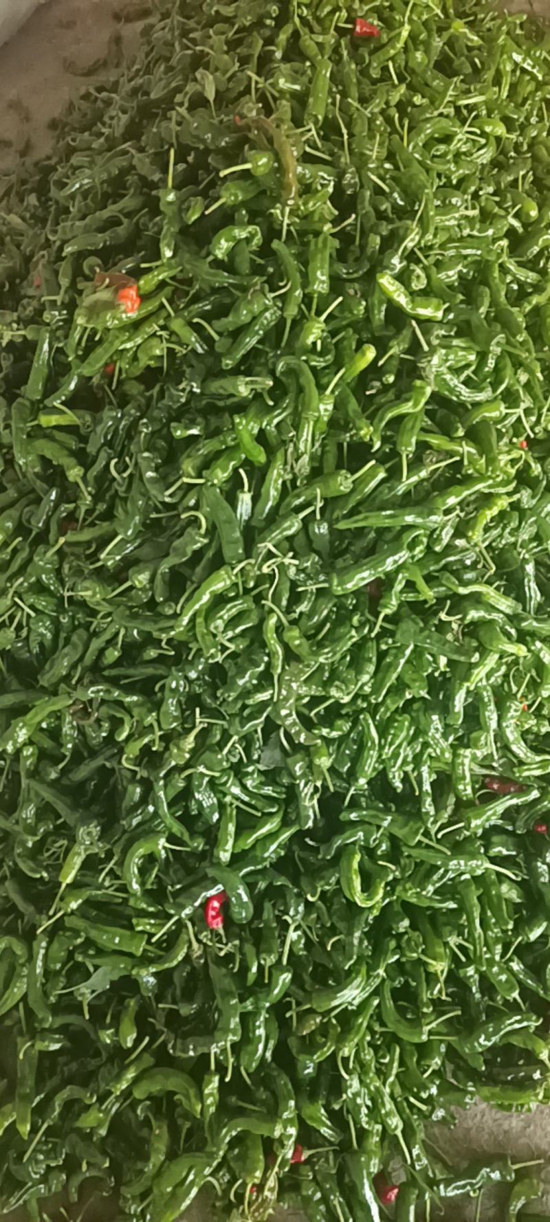小皱皮，新鲜的小皱皮，产地直发，全国发货，小皱皮辣椒