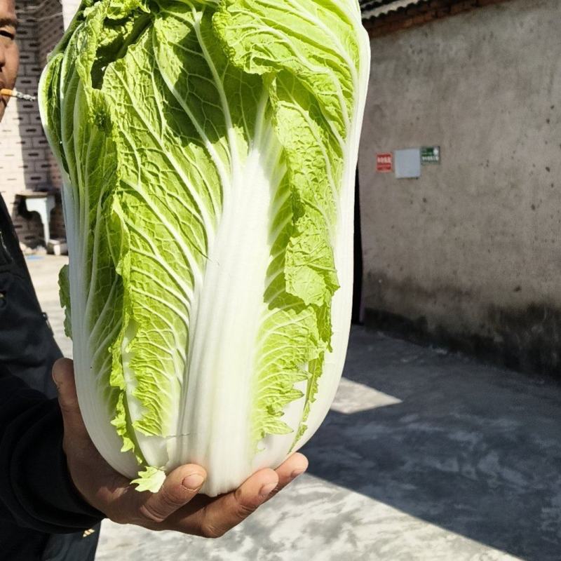 大白菜