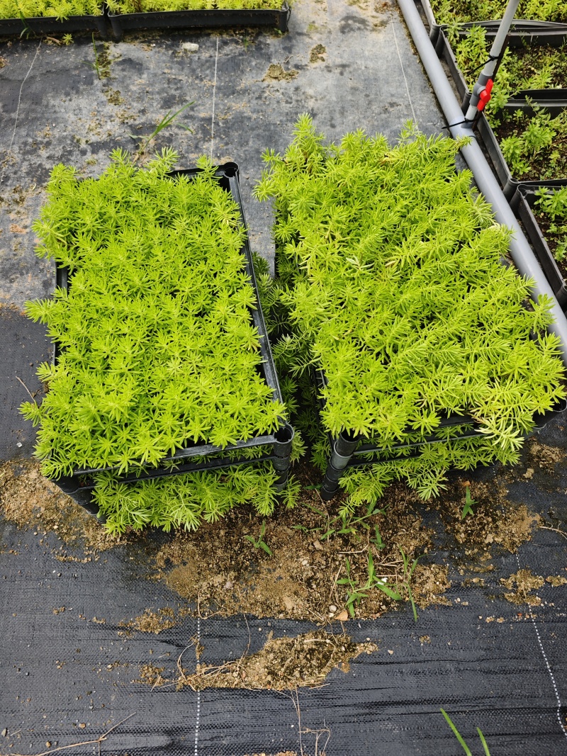 佛甲草盆苗福建苗木基地批发