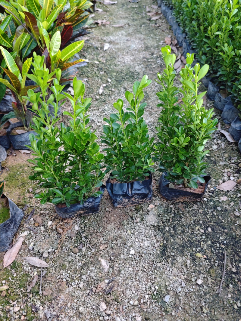 瓜子黄杨绿化景观工程地被苗木基地批发