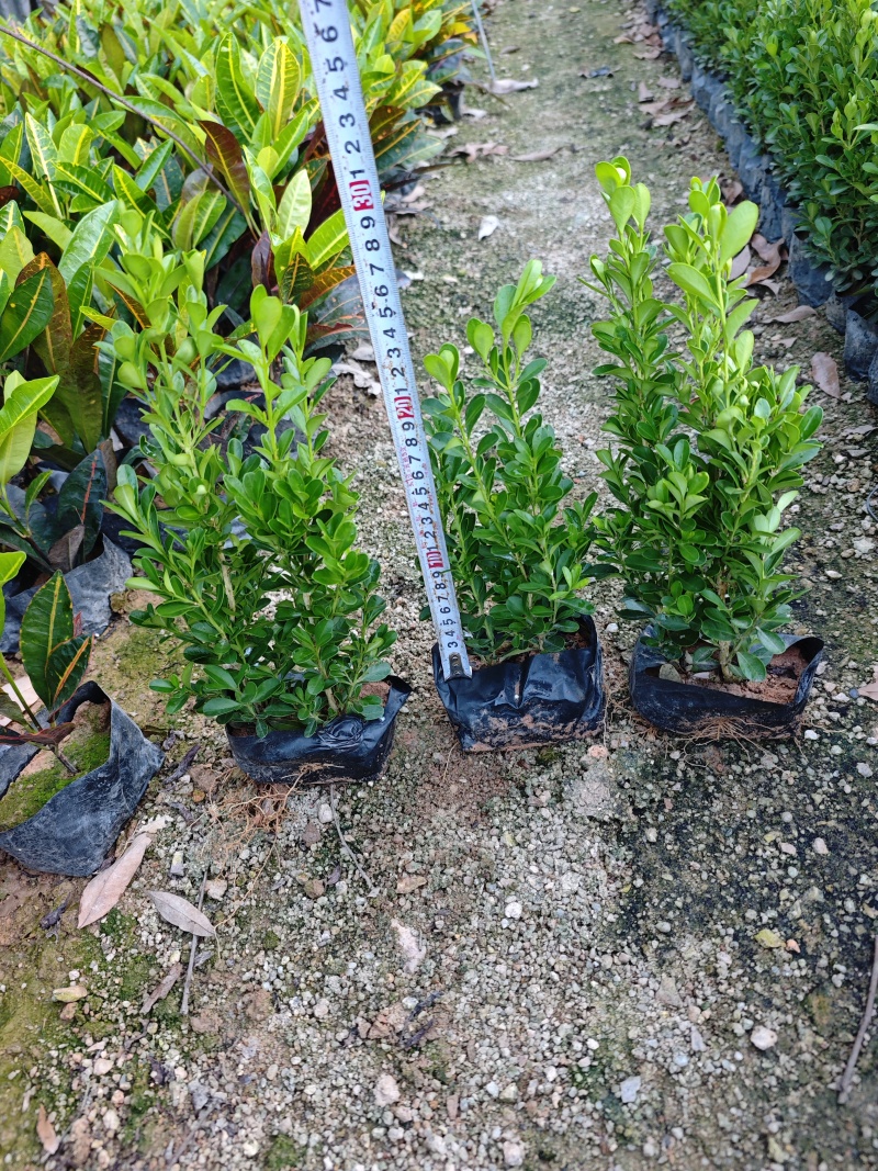 瓜子黄杨绿化景观工程地被苗木基地批发