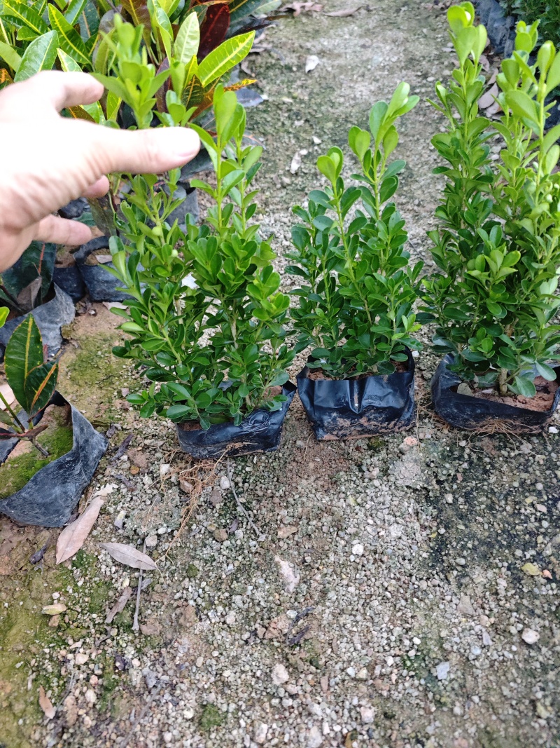 瓜子黄杨绿化景观工程地被苗木基地批发