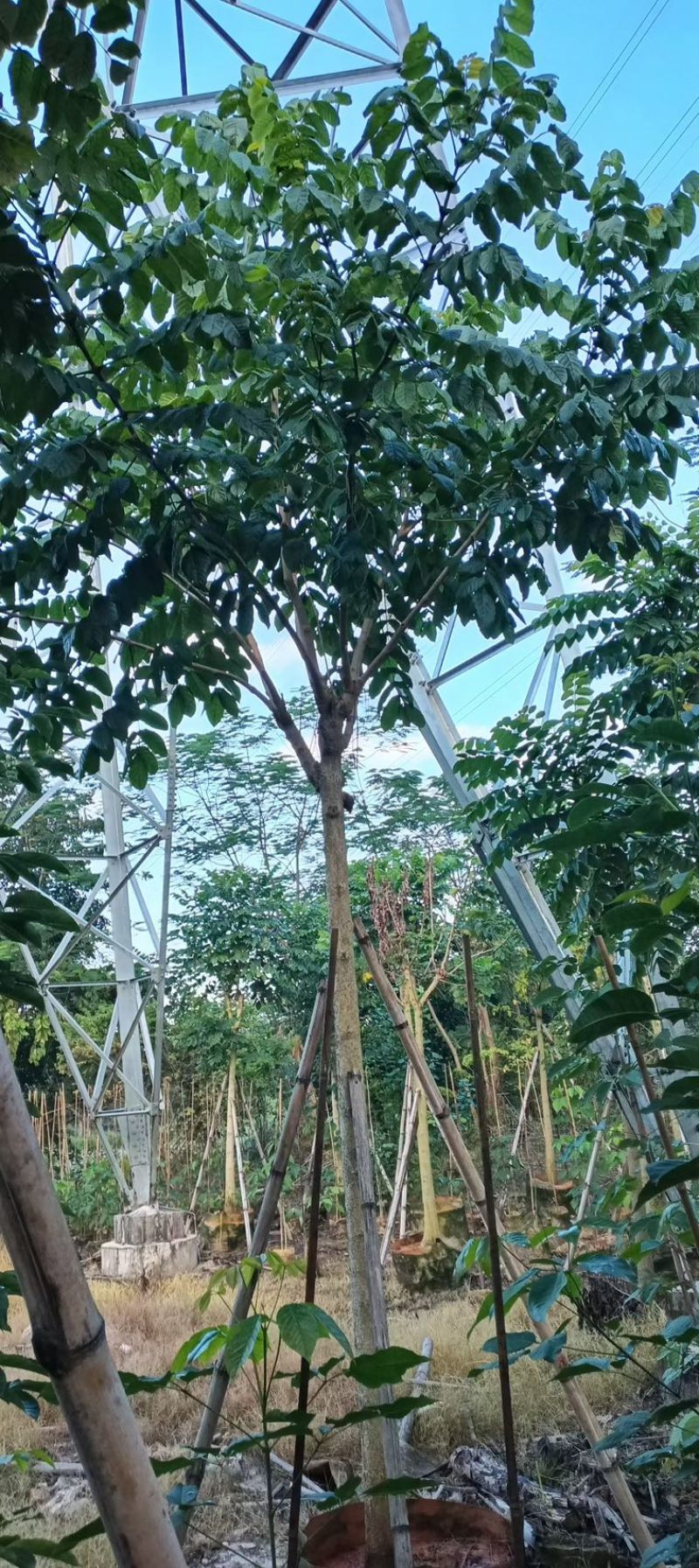 火焰木