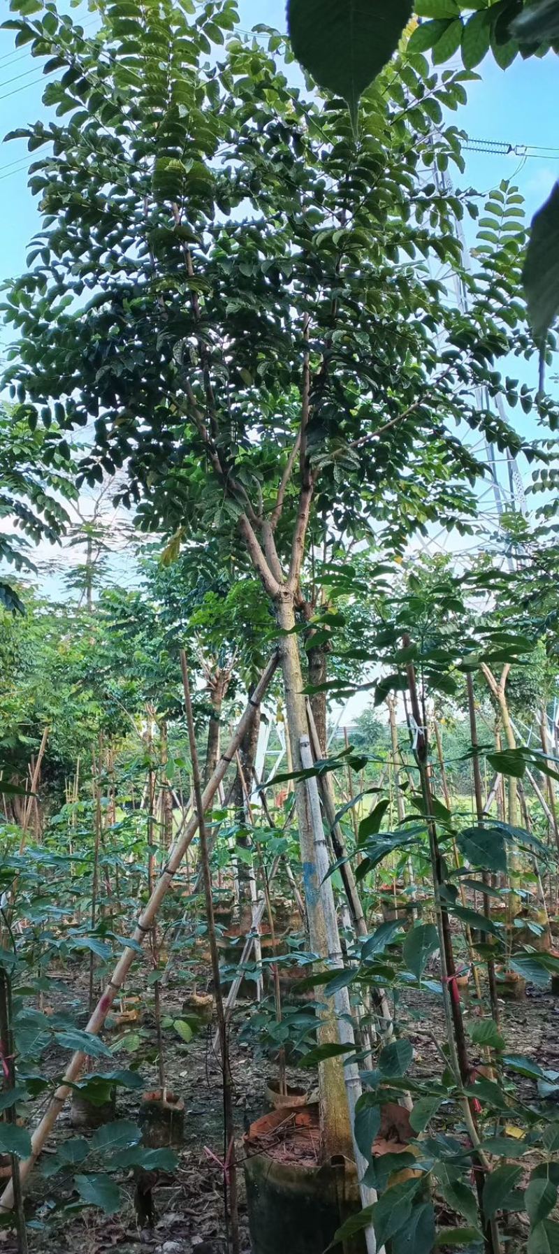 火焰木