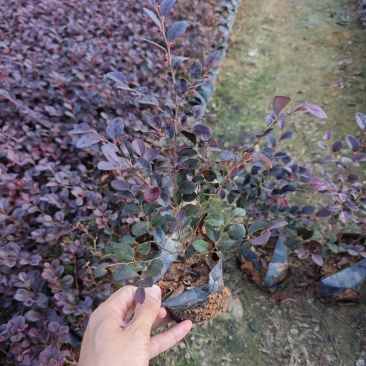 红花继木袋苗杯苗基地批发福建苗木绿化地被苗