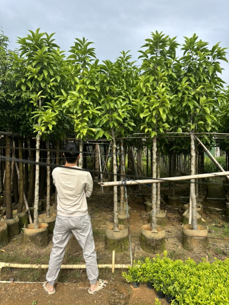 白玉兰