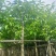 白玉兰