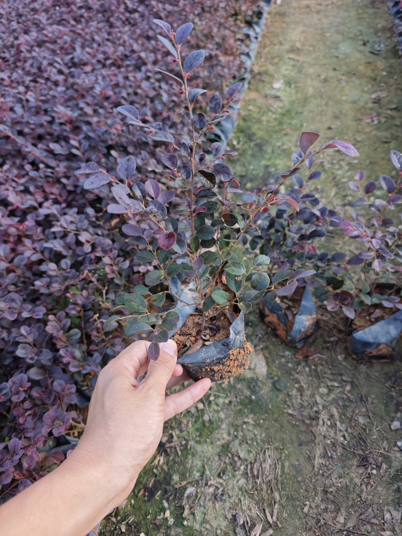 红花继木袋苗杯苗基地批发福建苗木绿化地被苗