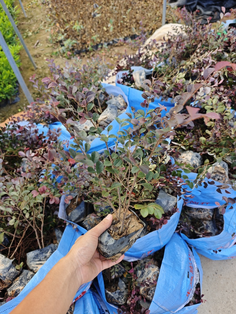 红花继木袋苗杯苗基地批发福建苗木绿化地被苗