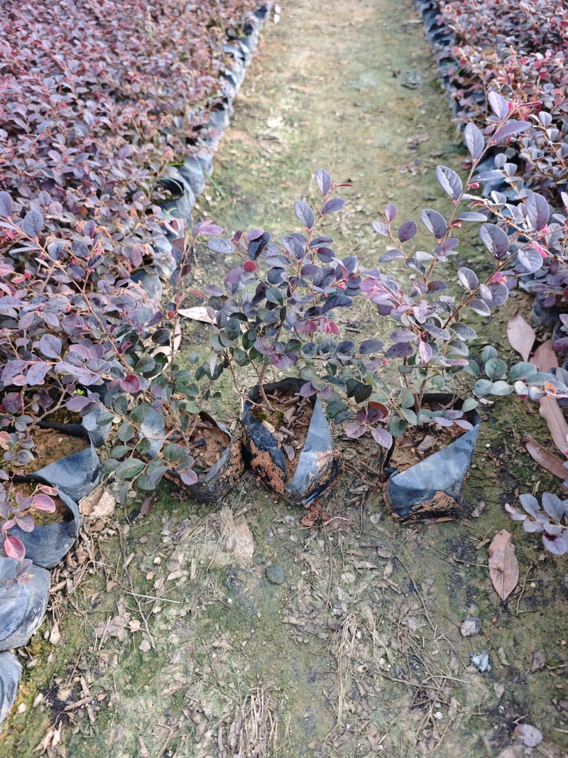 红花继木袋苗杯苗基地批发福建苗木绿化地被苗