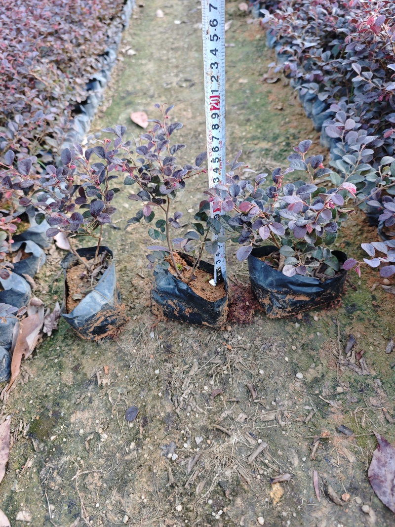 红花继木袋苗杯苗基地批发福建苗木绿化地被苗