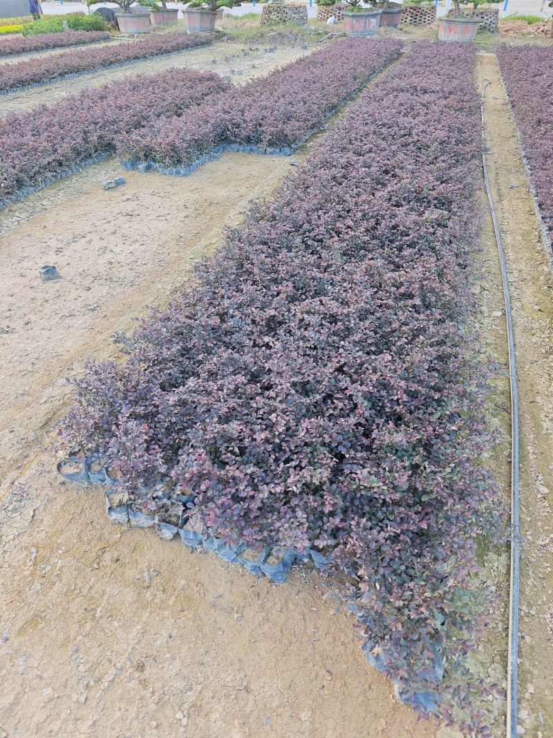 红花继木袋苗杯苗基地批发福建苗木绿化地被苗