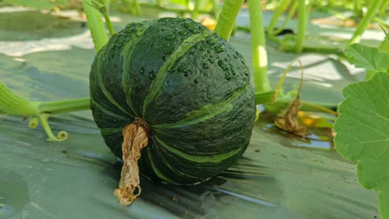 绿贝贝南瓜