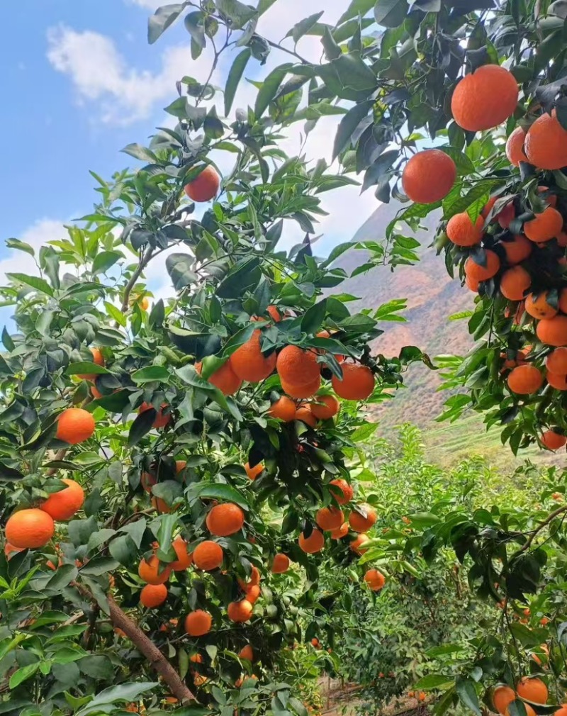 大理鹤庆黄坪沃柑皮薄汁甜3-6月大量上市