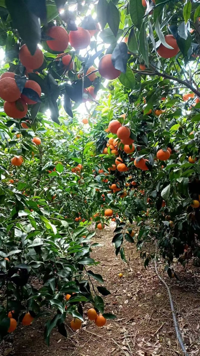 大理鹤庆黄坪沃柑皮薄汁甜3-6月大量上市