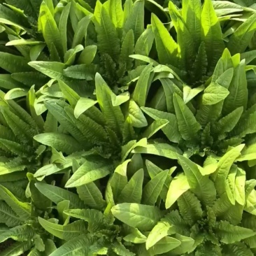 云南蔬菜水果一手基地直供