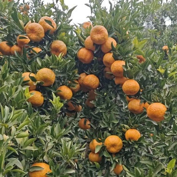 四川椪柑，大量上市，供应电商货，市场货，工厂货，诚信经营