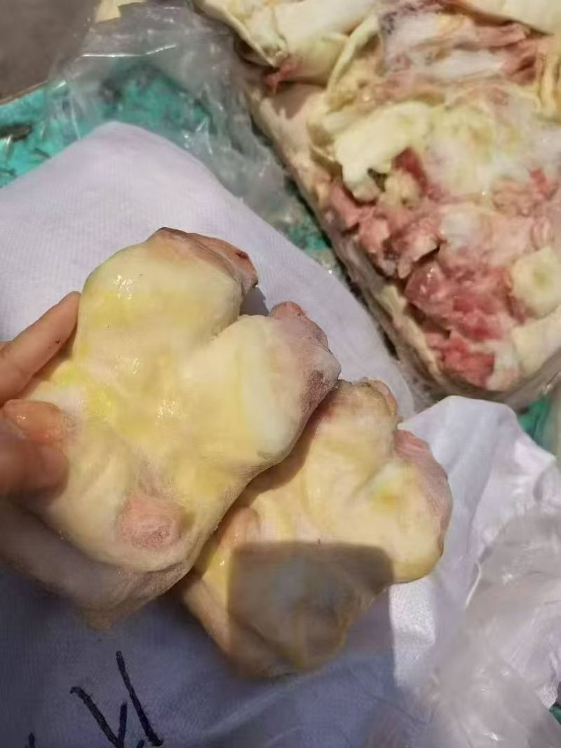 精品牛蹄掌
