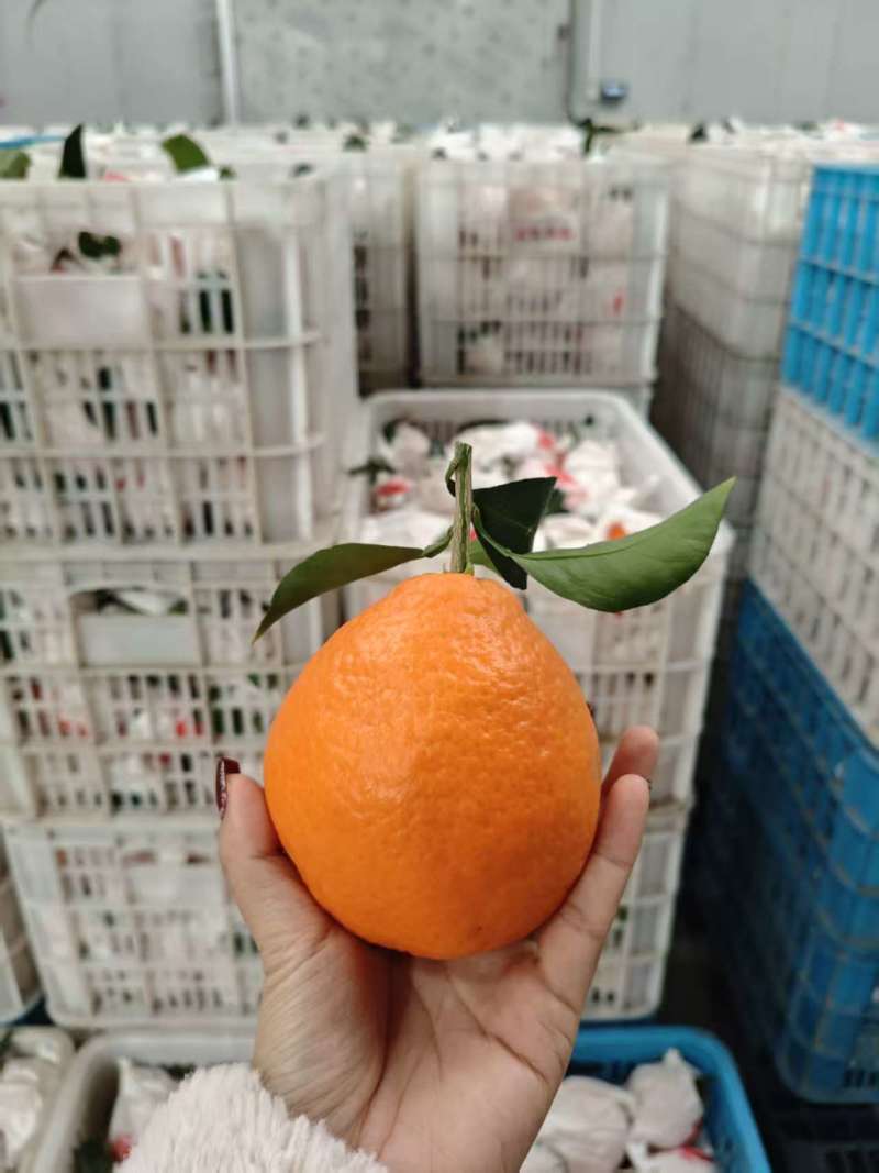 套袋爱媛果冻橙大吨位供应。