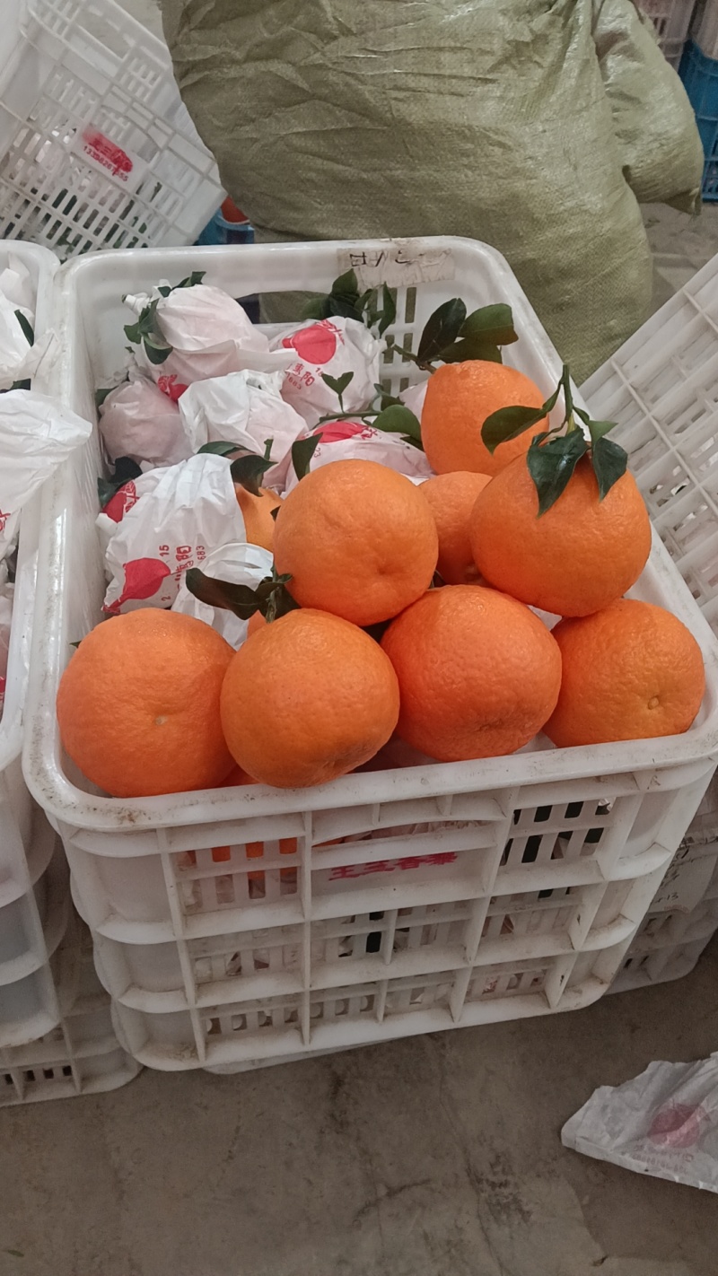 套袋爱媛果冻橙大吨位供应。