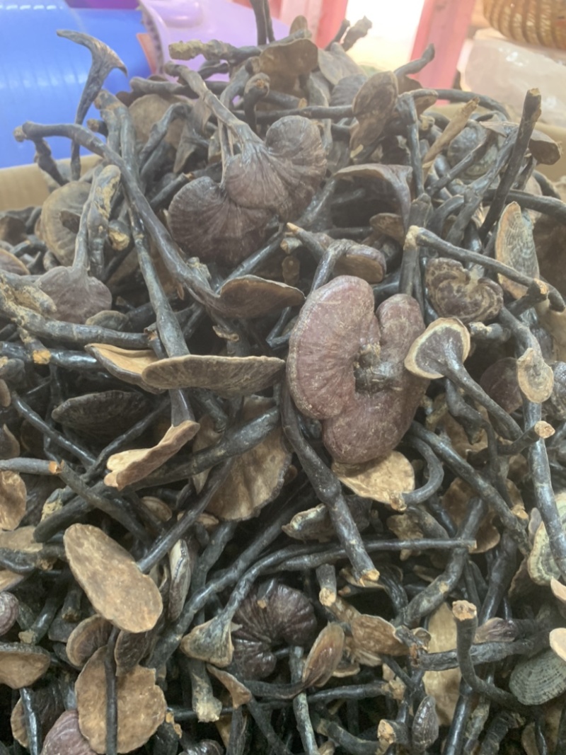 竹灵芝野生柬捕寨竹灵芝长腿野生竹灵芝新货一手货源