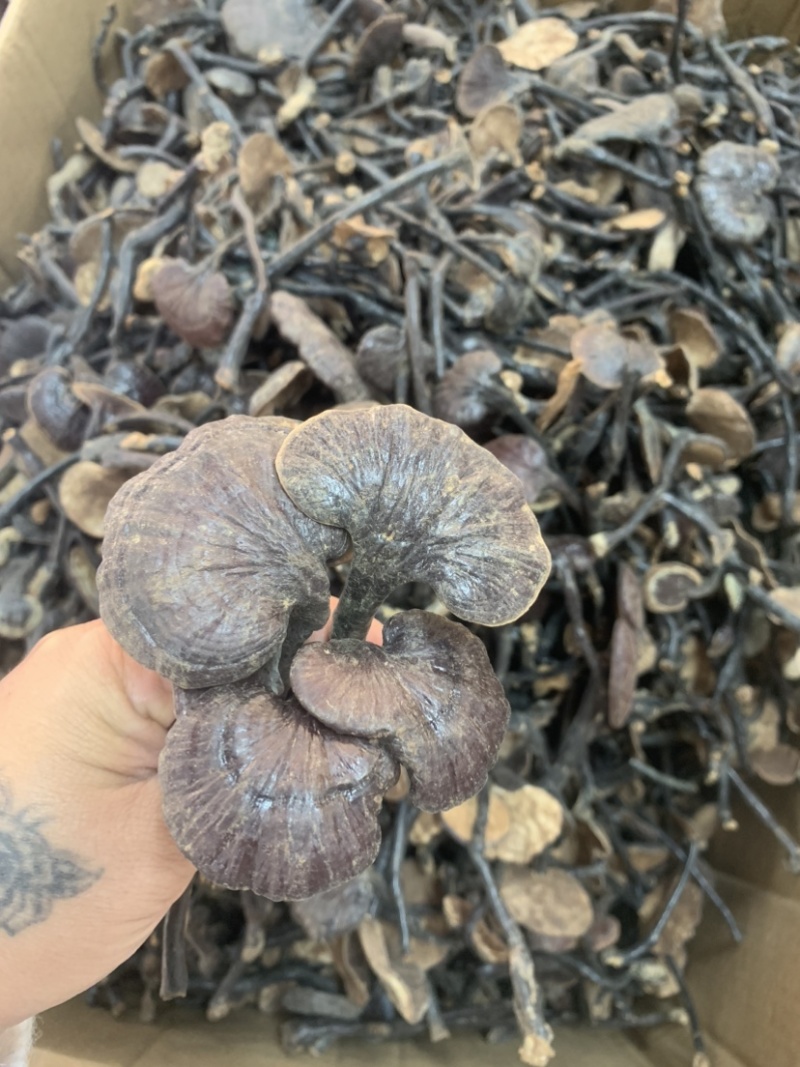 竹灵芝野生柬捕寨竹灵芝长腿野生竹灵芝新货一手货源