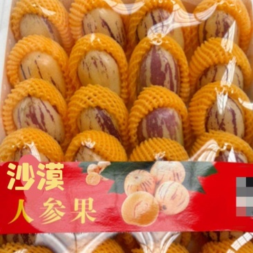 甘肃民勤沙漠人参果产地整车供应商超批发市场电商对接