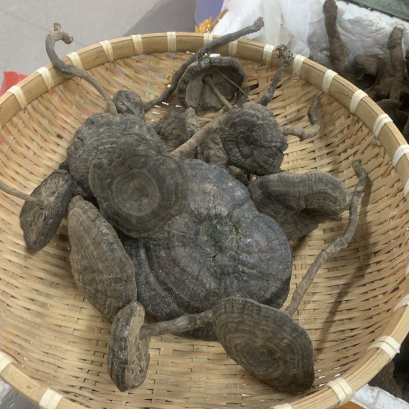 长细腿血灵芝野生香血灵芝假芝黑灵芝