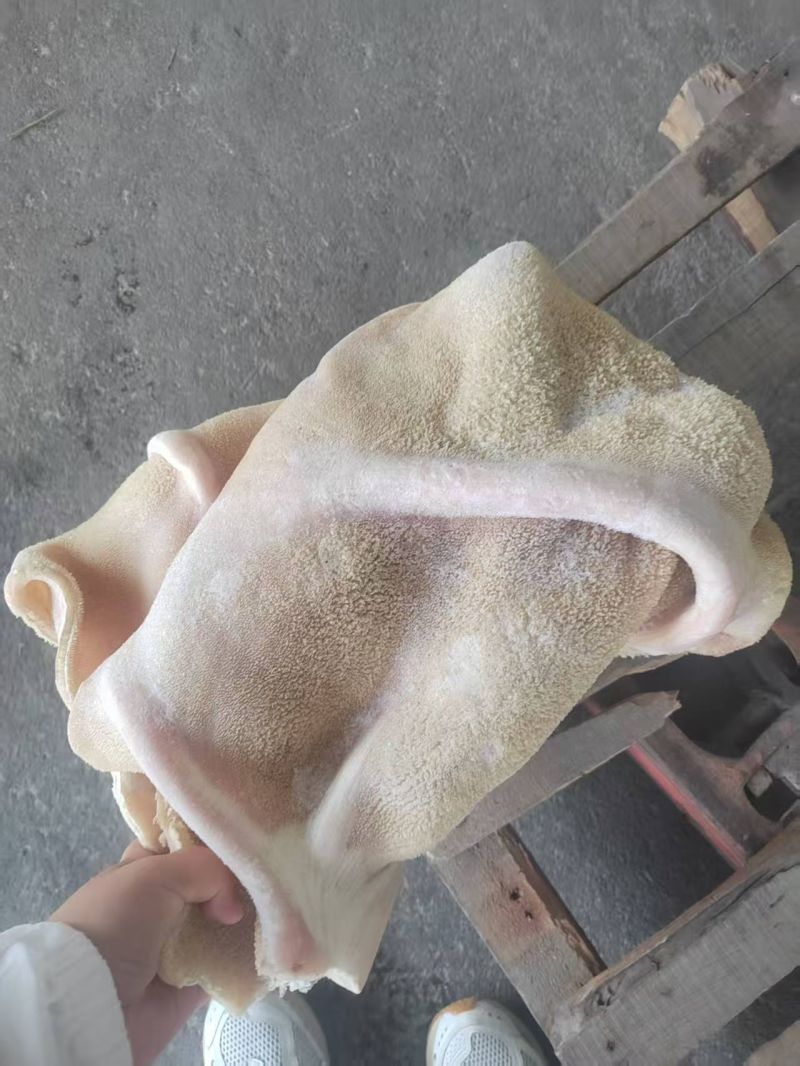 国产四五成熟水煮牛大肚带金肚现货3吨