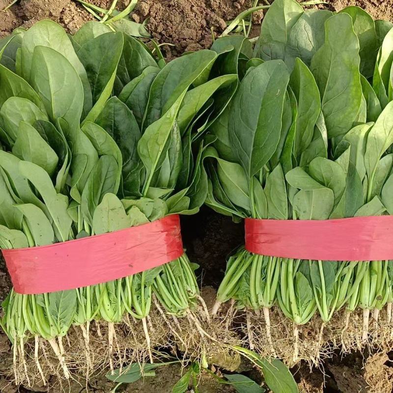 精品河北大叶菠菜质量保证货源充足量大从优欢迎咨询