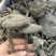 长细腿血灵芝野生香血灵芝假芝黑灵芝