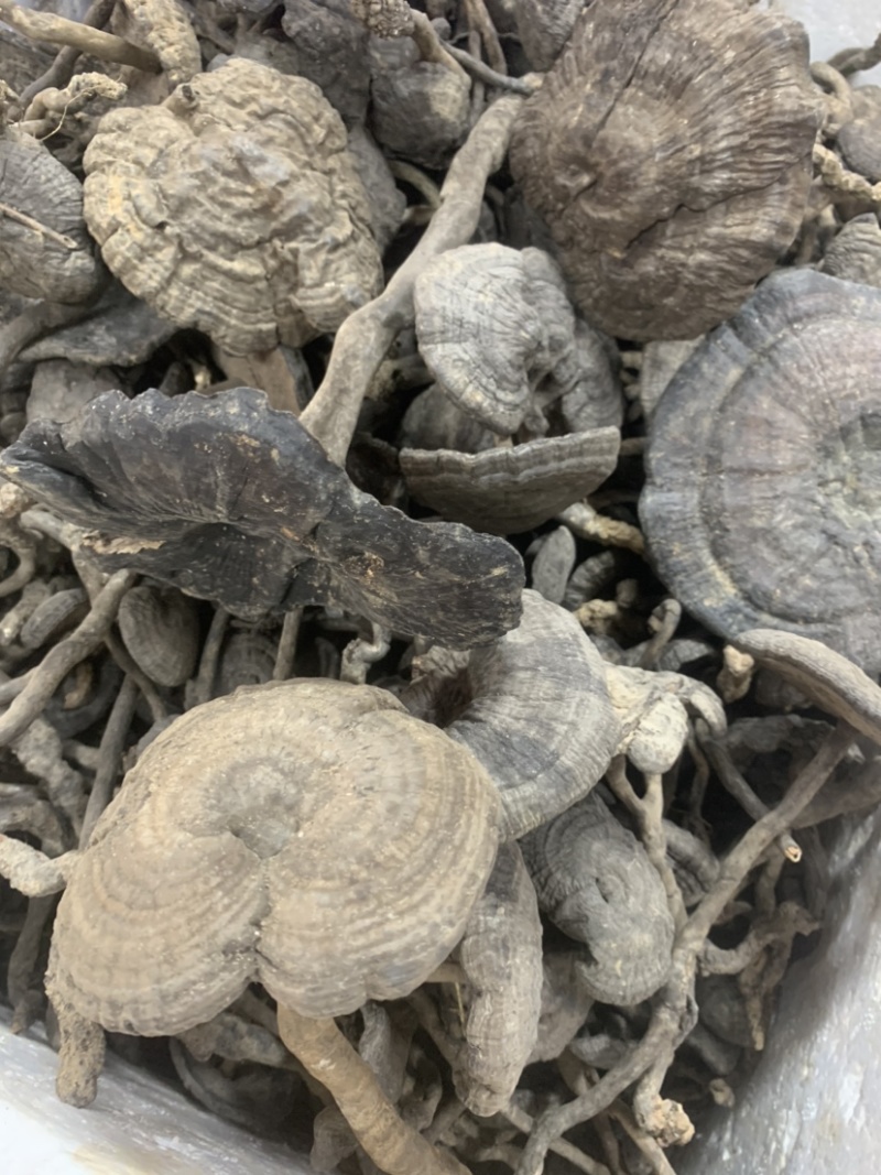长细腿血灵芝野生香血灵芝假芝黑灵芝