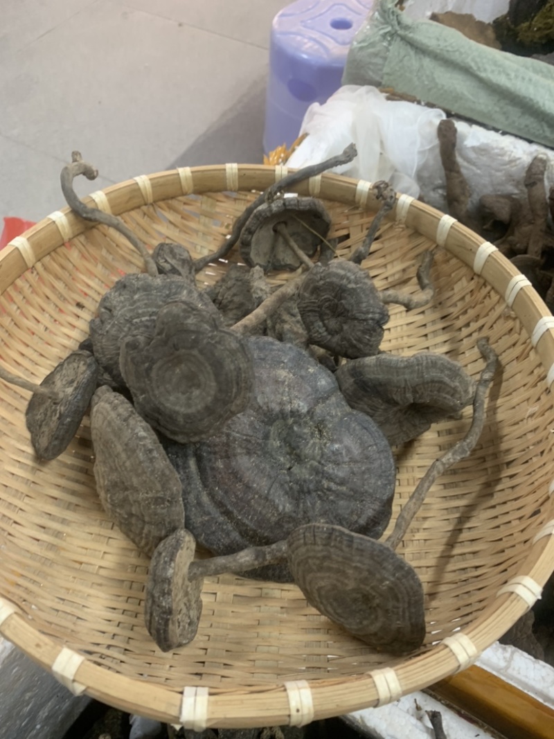 长细腿血灵芝野生香血灵芝假芝黑灵芝