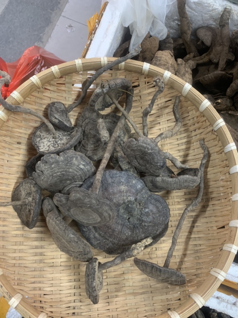长细腿血灵芝野生香血灵芝假芝黑灵芝
