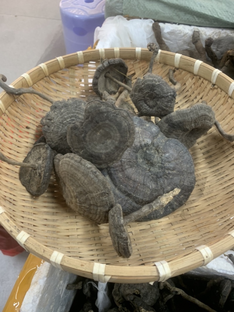 长细腿血灵芝野生香血灵芝假芝黑灵芝