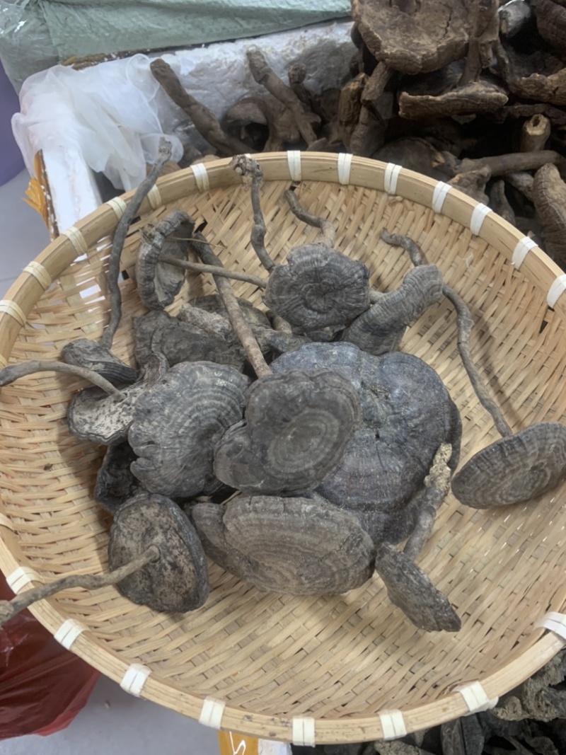 长细腿血灵芝野生香血灵芝假芝黑灵芝