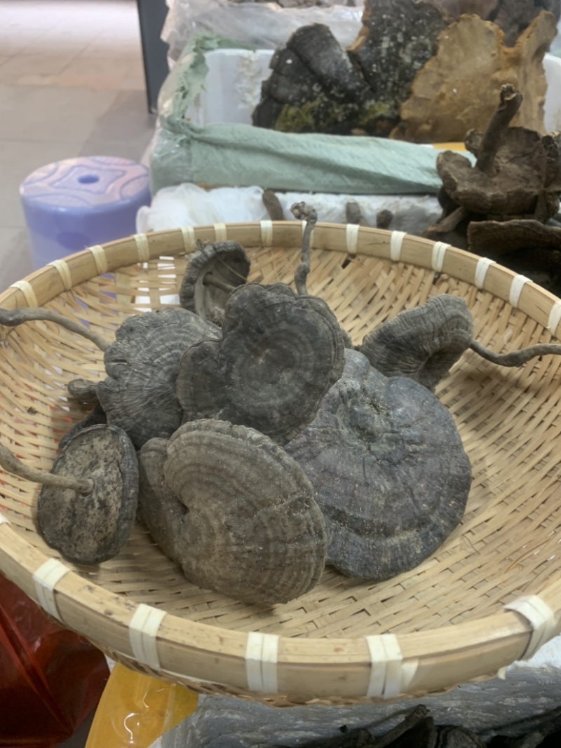 长细腿血灵芝野生香血灵芝假芝黑灵芝