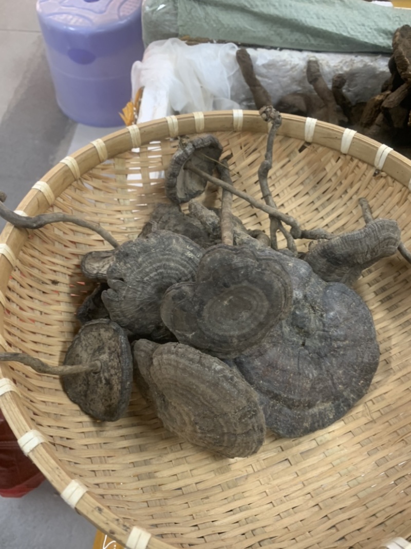 长细腿血灵芝野生香血灵芝假芝黑灵芝